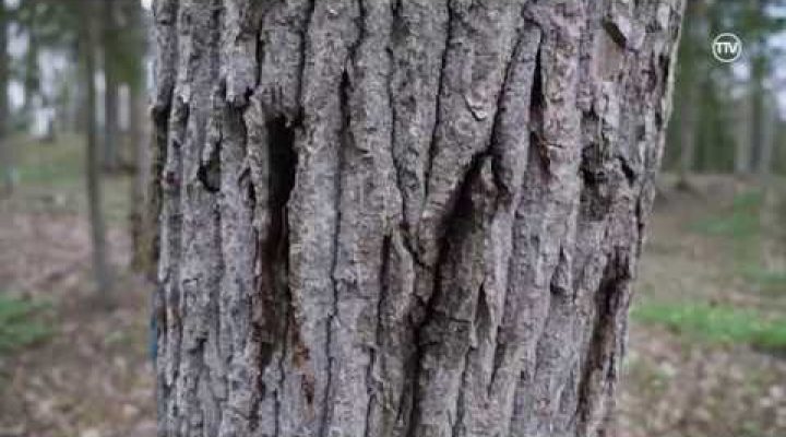 Pēta bīstamo ozolu slimību